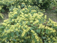 湘蕾金银花种植技术